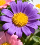 多彩花卉特写素材(1)12387#横屏 