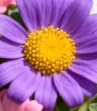 多彩花卉特写素材(1)12387#横屏 