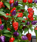 	 多彩辣椒植株特写10317#横屏 