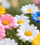 多彩鲜花微距画面11552#横屏 