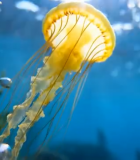 水中游动的黄色水母素材13034#横屏 