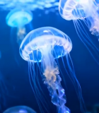 水族馆中游动的水母素材3221#横屏 