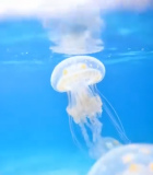 水族馆中游动的水母素材(1)14247#横屏 