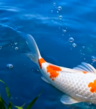 水中游动的锦鲤特写(1)7476#横屏 