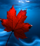 水中漂浮的红色枫叶素材8412#横屏 