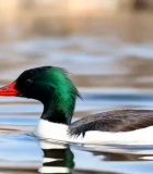 水中绿头鸭特写(1)12300#横屏 