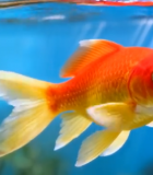 水中游动的金鱼特写素材(1)13490#横屏 