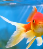 水中游动的金鱼特写素材(1)13490#横屏 