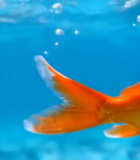 水中游动的金鱼特写4026#横屏 