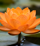 水中盛开的橙色与黄色莲花13518#横屏 