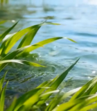 水中绿色水草画面5928#横屏 