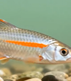 水中游弋的银色小鱼13771#横屏 