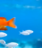 水中橙色金鱼与白色小鱼游动1735#横屏 