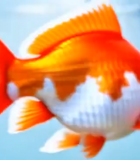 水中游动的红色金鱼特写9803#横屏 