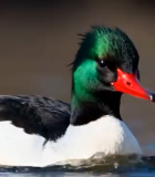 水中绿头鸭特写9405#横屏 