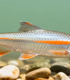 水中游弋的银色小鱼13771#横屏 