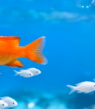 水中橙色金鱼与白色小鱼游动1735#横屏 
