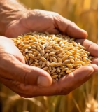 双手捧小麦谷物特写8866#横屏 