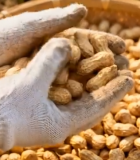 双手捧起新鲜花生素材9083#横屏 