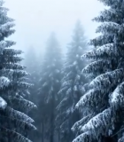 冬季雪景森林树木景观12442#横屏 