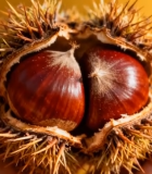 手持带刺外壳板栗特写6584#横屏 