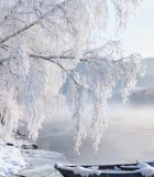 冬季河岸雾凇覆盖的静谧景象5631#横屏 