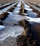 冬季积雪覆盖的农田景象427#横屏 