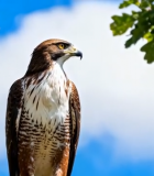 树枝上站立的老鹰12338#横屏 