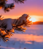 冬日雪覆松枝日出景观9832#横屏 