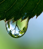 树叶上晶莹的水滴特写14057#横屏 