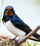 树枝上的燕子与巢穴特写5815#横屏 