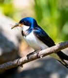 树枝上小鸟叼着昆虫2392#横屏 