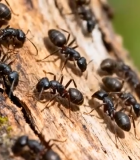 树干上蚂蚁爬行特写素材4752#横屏 