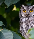 树叶间栖息的猫头鹰5878#横屏 