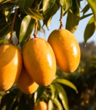 树上成熟的芒果果实6429#横屏 