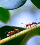 树枝上的红蚂蚁近景画面7237#横屏 