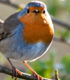 树枝上栖息的小鸟3231#横屏 