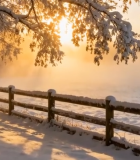 冬日雪景中阳光照耀的围栏树林3946#横屏 