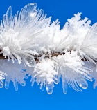 树枝上的冬季雾凇景观4400#横屏 