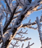 冬日阳光下覆雪树木景观4724#横屏 