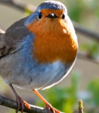 树枝上栖息的小鸟3231#横屏 