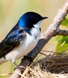 树枝上栖息的小鸟与鸟巢1254#横屏 