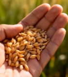 手捧麦粒于麦田特写9551#横屏 