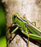 树干上的绿色蝗虫特写2150#横屏 