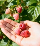 手捧树莓近景画面12696#横屏 