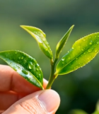 手捏鲜嫩茶叶特写13702#横屏 