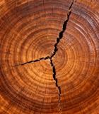 树干横截面年轮特写8457#横屏 