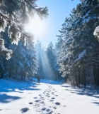 	 冬日森林雪景阳光照射画面6325#横屏 