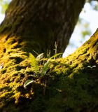 树干上的苔藓与蕨类植物7350#横屏 