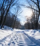 冬日森林雪地足迹景象6455#横屏 